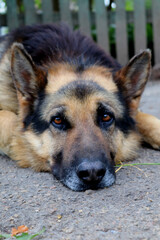 german shepherd dog