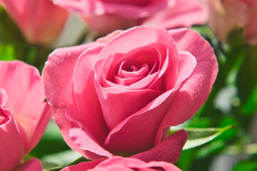 Close-up photo off tender pink roses with drops of water on petals. Macro image with small depth of field.