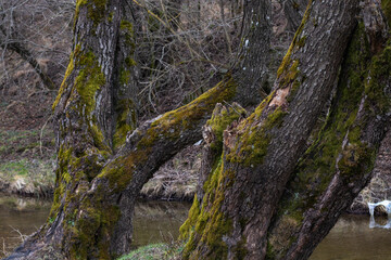 Close-up image of two old and large tree trunks, covered with green moss, on the edge of a river, in a spring landscape