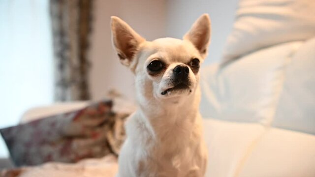 cane cagnolino 