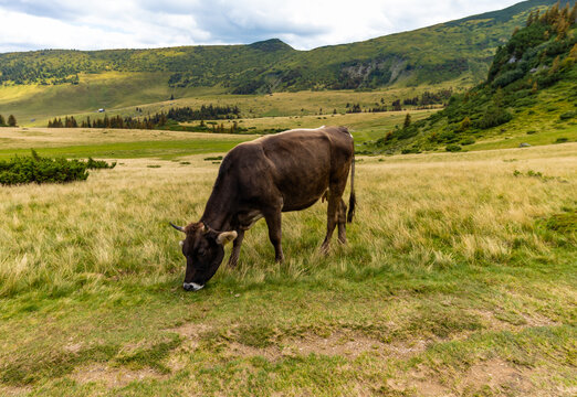 Close-up photo of a brown cow grazing quietly in a mountain landscape in Romania, Maramures