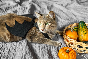 Fototapeta na wymiar Halloween cat. Beautiful playful tabby cat wearing festive dress of bat wings plays with pumpkin on gray plaid.