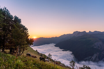 amazing sunrise in the ossau valley. cows in the meadow. magnificent sea of clouds in the valley. panoramic format shot