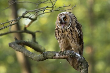 great owl