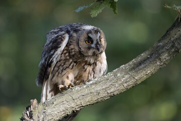 Asio otus