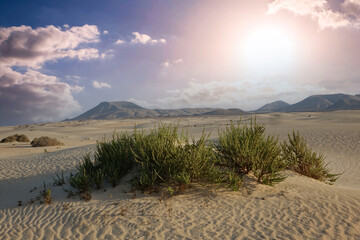 Low sun over the natural park in Corralejo Fuerteventura The Canary Islands spain