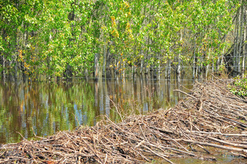 Obraz premium Fall colored leaves on trees reflect on beaver pond in farm field water held back by a dam