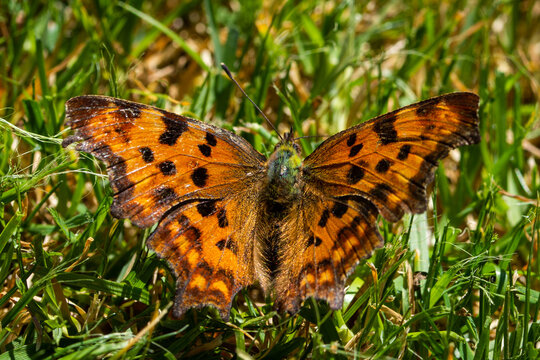 Closeup shot of a Comma or anglewing butterfly on green grass on a sunny day