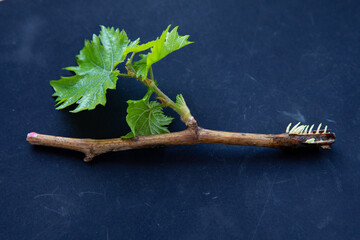 A sprouted grape sprout with roots and green leaves. Cultivation of grapes by cuttings.