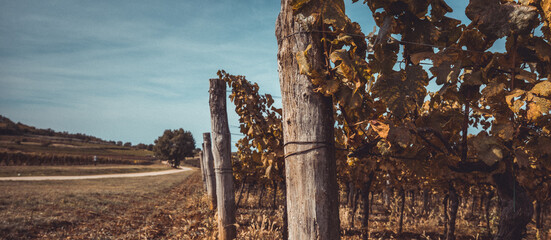 View of lush wineyard on red soil in autumn, visible rows of wine trees in picturesque istrian ground.
