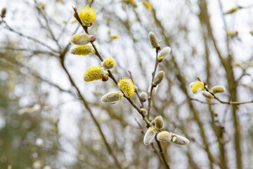 Blooming willow spring. The church holiday is Palm Sunday.