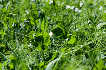 peas bloom with white flowers