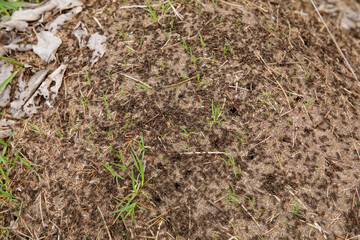 An anthill. Forest ants on an anthill.