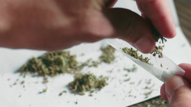Close filming of man's hands during he prepare a marijuana joint to smoke. With one hand he hold's tissue paper around filter tip, another hand takes fine cut weed buds spill filling spliff to roll