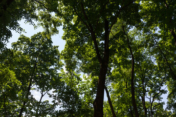 Obraz premium trees covered with green foliage in summer