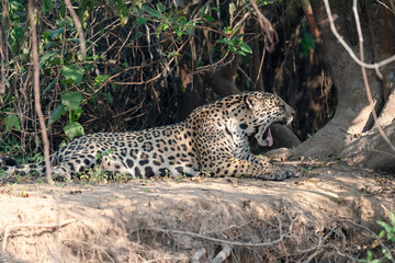 Jaguar resting on the ground

