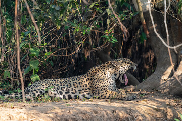 Jaguar resting on the ground