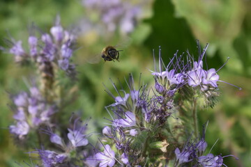 bee 
