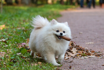 Fototapeta premium Little spitz in beautiful place