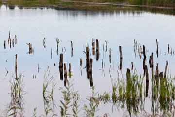 a lake with different plants