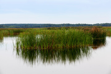 a lake with different plants