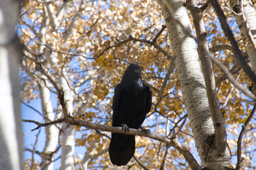 A Common Raven in a Tree