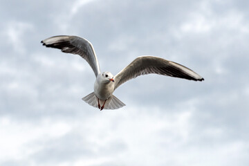 Seagull - London