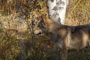 Naklejka na ściany i meble A High Content Wolfdog in an Enclosure