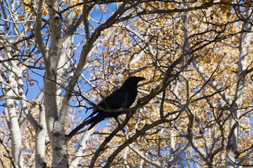 A Common Raven in a Tree