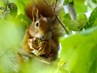 squirrel in the grass