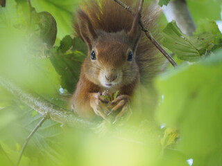 squirrel eating nut