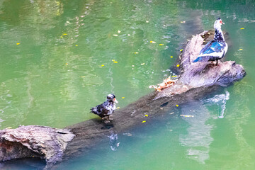 Red warty-faced warty muscovy ducks Rodini Park Rhodes Greece.