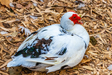 Red warty-faced warty muscovy duck Rodini Park Rhodes Greece.