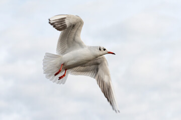 Seagull - London