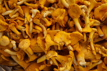 Chanterelle mushrooms close up.