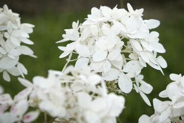 White flowers of hydrangea, hortensia in the garden, beautiful blossom af decorative shrubs