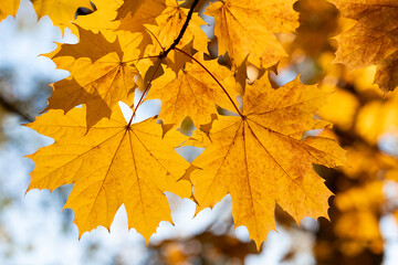 Autumn leaves with the blue sky background