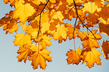 Naklejka na ściany i meble Autumn leaves with the blue sky background