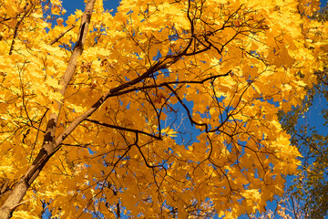 Autumn leaves with the blue sky background