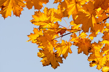 Autumn leaves with the blue sky background