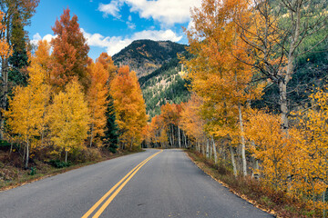 Fototapeta premium Autumn leaf color