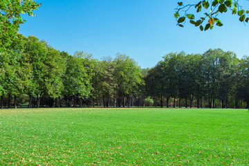 Green lawn in the park surrounded by trees.