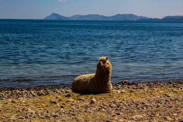 Foto auf Alu-Dibond Llama en la costa © Fabiana