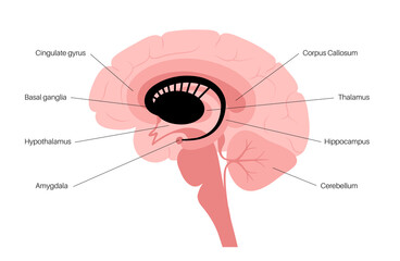 Basal ganglia anatomy