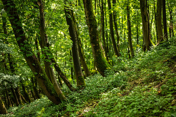 Fototapeta na wymiar Lush green forest with maple trees and green covered forest floor, Teutoburg Forest, Germany