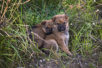 two homeless puppies dogs sit together in the grass