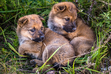 two homeless puppies dogs sit together in the grass