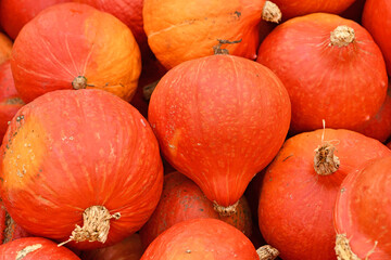 Many red Kuri Hokkaido squashes in pile