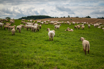 Fototapeta na wymiar Scenic view of a sheep herd grazing on a green meadow under a dramatic cloudy sky, Extertal, Germany