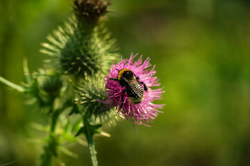 Close up of a bumblebee and another forest insect on a purple thistle flowerhead, with blurry green grass in the background